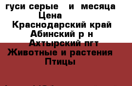 гуси серые 3 и4 месяца › Цена ­ 800 - Краснодарский край, Абинский р-н, Ахтырский пгт Животные и растения » Птицы   